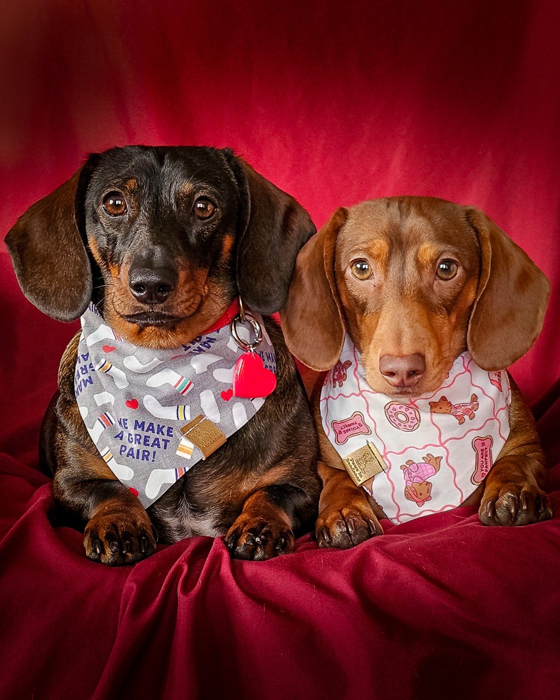 Two dachshunds wearing Valentine bandanas and a heart tag on a red backdrop, Windy City Tailz styled photo.