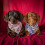 Two dachshunds wearing Valentine bandanas and a purple sock tag on a red backdrop, Windy City Tailz styled photo.