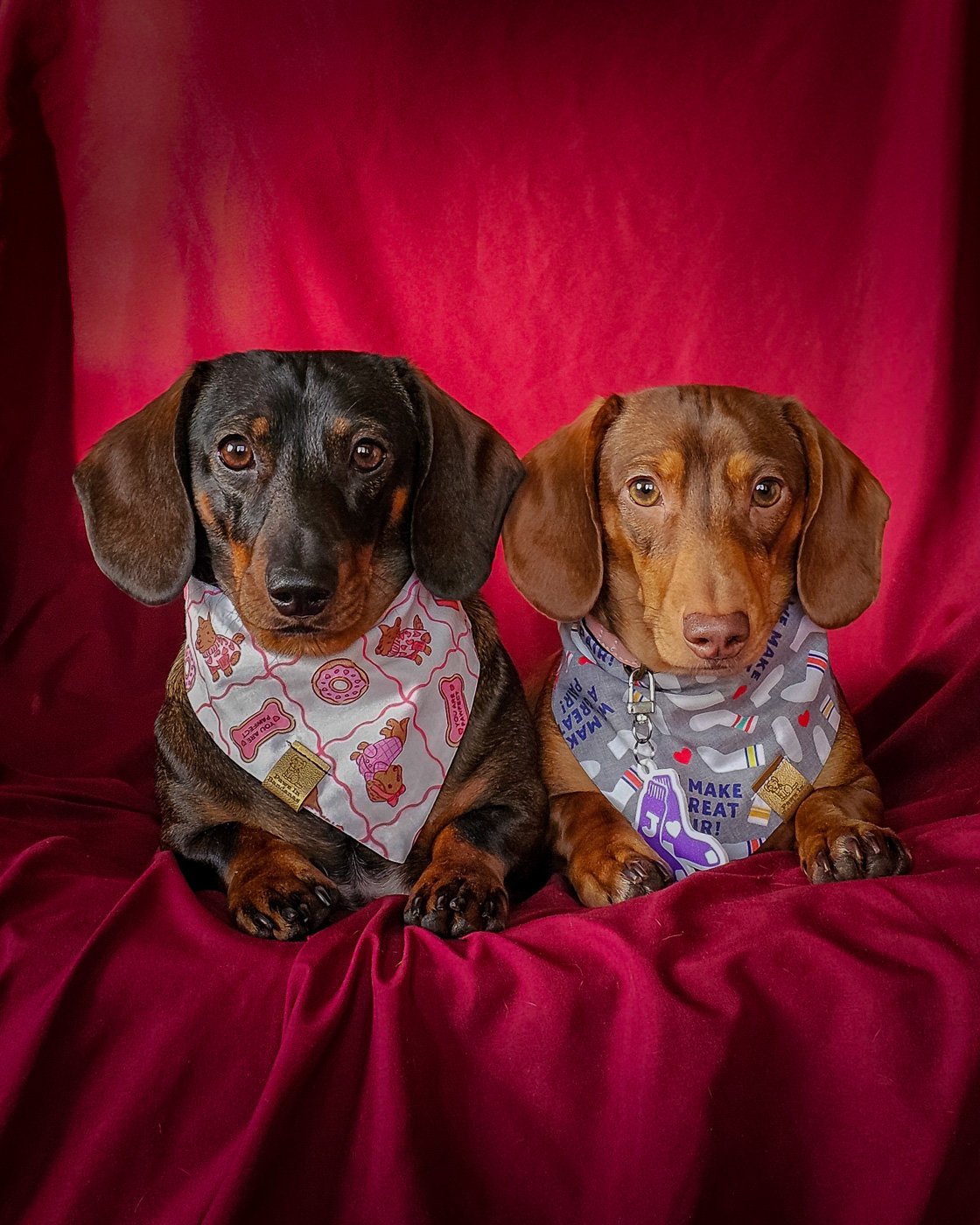 Two dachshunds wearing Valentine bandanas and a purple sock tag on a red backdrop, Windy City Tailz styled photo.