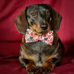 A dachshund wearing a Valentine heart print bow tie against a rich red backdrop, Windy City Tailz Valentine photo.