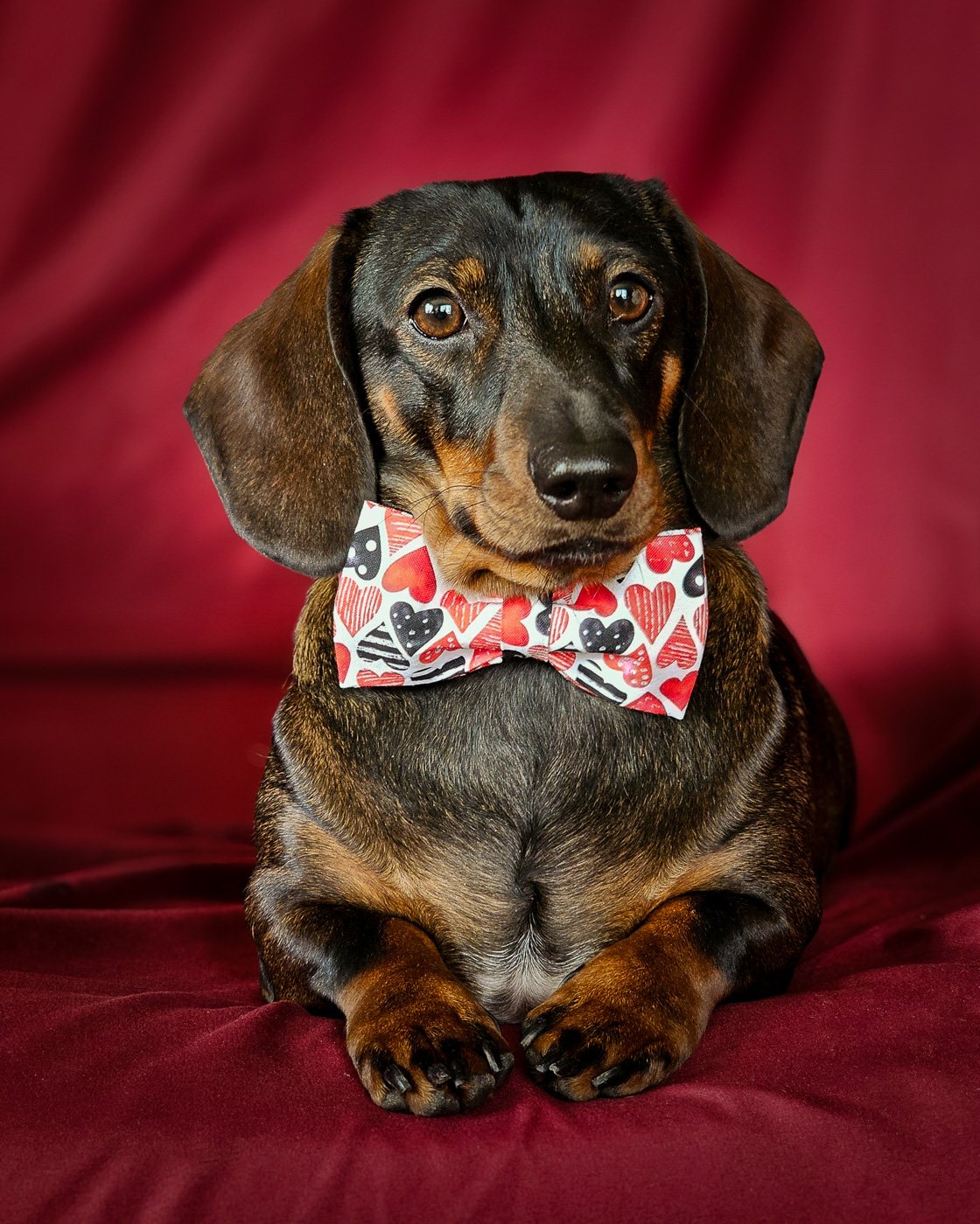 A dachshund wearing a Valentine heart print bow tie against a rich red backdrop, Windy City Tailz Valentine photo.