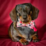 A dachshund wearing a Valentine bow tie with a red resin heart tag on a rich red backdrop, Windy City Tailz Valentine photo.