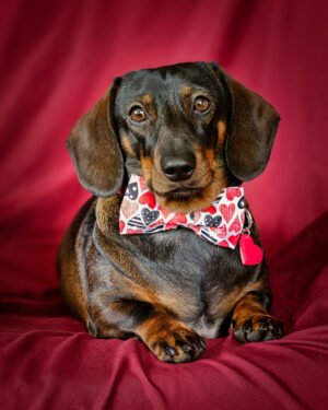 A dachshund wearing a Valentine bow tie with a red resin heart tag on a rich red backdrop, Windy City Tailz Valentine photo.