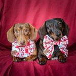 Two dachshunds lying on a red backdrop wearing a bandana and a sailor bow, Windy City Tailz Valentine photo.