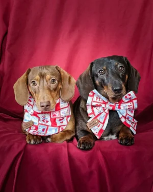 Two dachshunds lying on a red backdrop wearing a bandana and a sailor bow, Windy City Tailz Valentine photo.