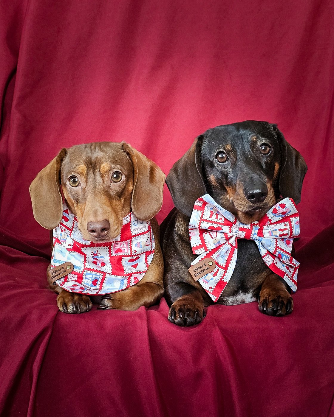 Two dachshunds lying on a red backdrop wearing a bandana and a sailor bow, Windy City Tailz Valentine photo.