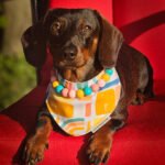 A dachshund sitting on a red chair wearing a beaded collar and bandana, Windy City Tailz colorful photo.