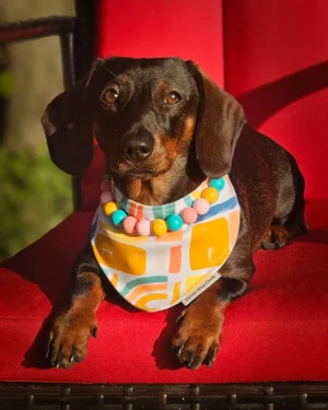 A dachshund sitting on a red chair wearing a beaded collar and bandana, Windy City Tailz colorful photo.