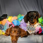 Two dachshunds sit on a gray backdrop surrounded by colorful socks wearing playful bandanas, Windy City Tailz duo photo.