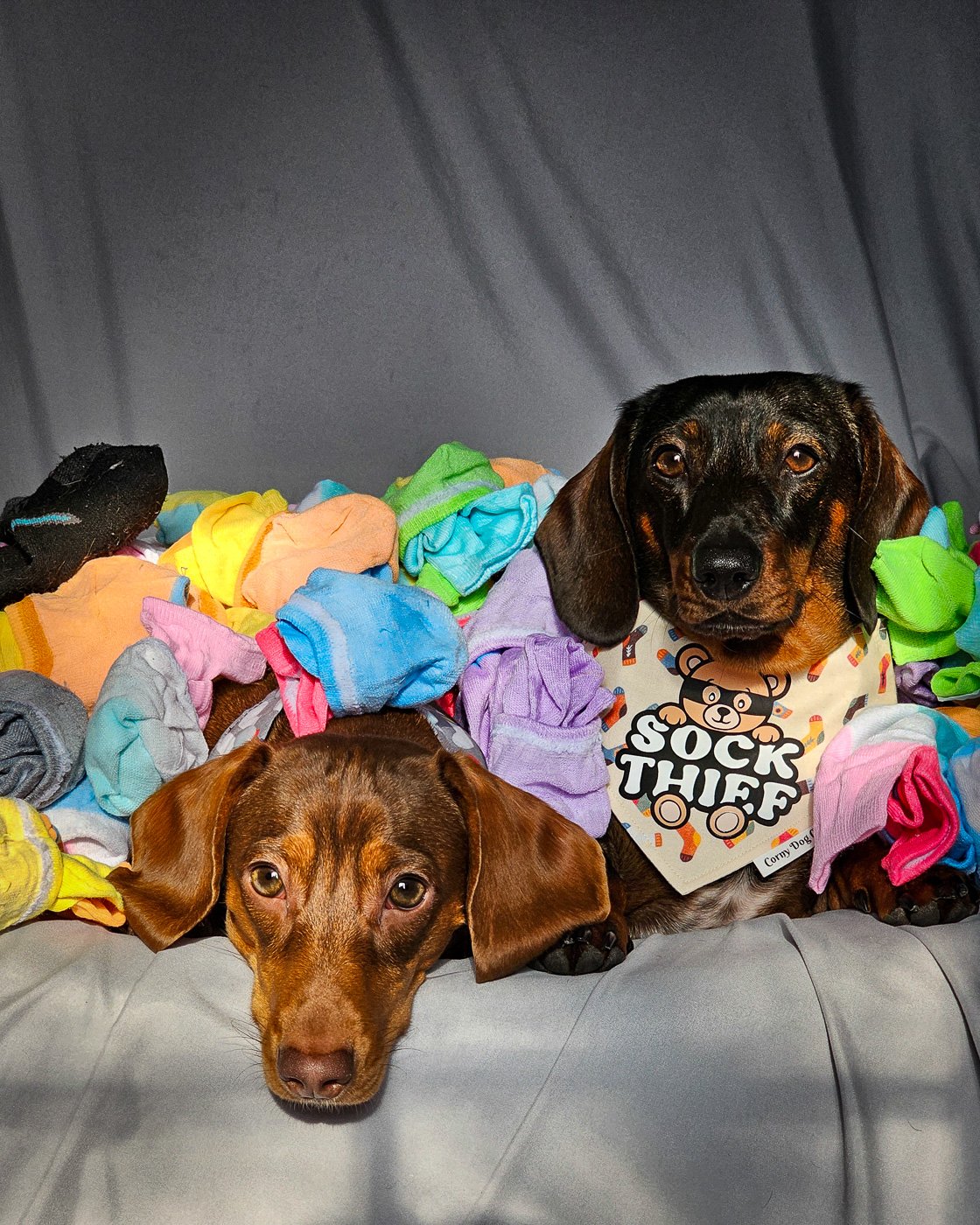 Two dachshunds sit on a gray backdrop surrounded by colorful socks wearing playful bandanas, Windy City Tailz duo photo.