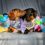 Two dachshunds sit on a gray backdrop surrounded by colorful socks wearing playful bandanas, Windy City Tailz duo photo.