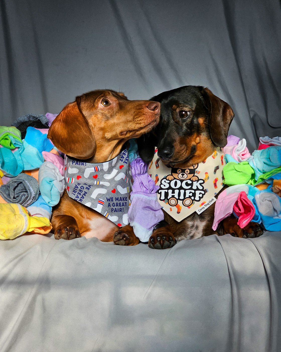 Two dachshunds sit on a gray backdrop surrounded by colorful socks wearing playful bandanas, Windy City Tailz duo photo.