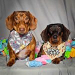 Two dachshunds sit on a gray backdrop surrounded by colorful socks wearing playful bandanas, Windy City Tailz duo photo.