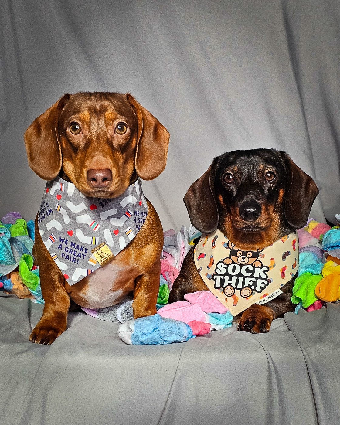 Two dachshunds sit on a gray backdrop surrounded by colorful socks wearing playful bandanas, Windy City Tailz duo photo.