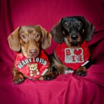 Two dachshunds lie side by side on a red fabric backdrop wearing Valentine bandanas, Windy City Tailz duo photo.