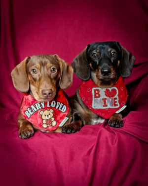 Two dachshunds lie side by side on a red fabric backdrop wearing Valentine bandanas, Windy City Tailz duo photo.