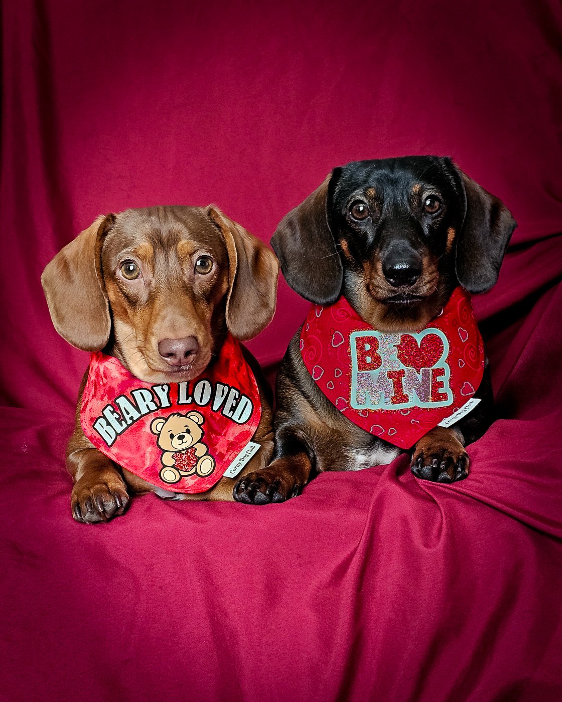 Two dachshunds lie side by side on a red fabric backdrop wearing Valentine bandanas, Windy City Tailz duo photo.