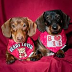 Two dachshunds lie side by side on a red fabric backdrop wearing Valentine bandanas, Windy City Tailz duo photo.