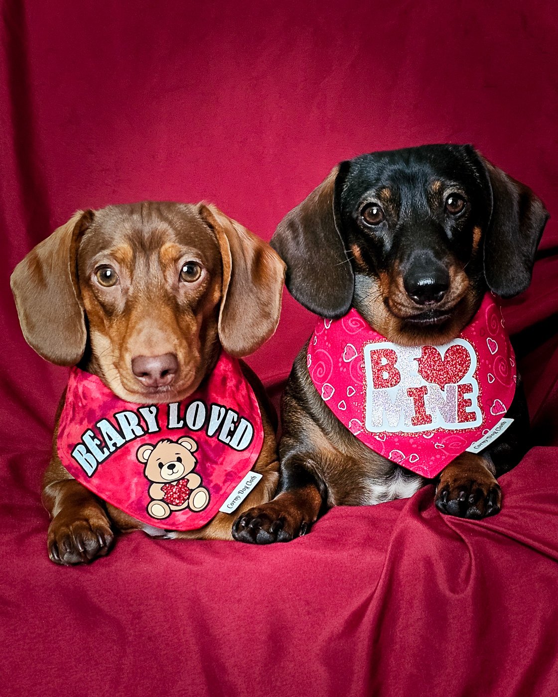 Two dachshunds lie side by side on a red fabric backdrop wearing Valentine bandanas, Windy City Tailz duo photo.