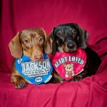Two dachshunds wearing social media and teddy bear themed bandanas while resting on a red fabric backdrop, Windy City Tailz duo photo.