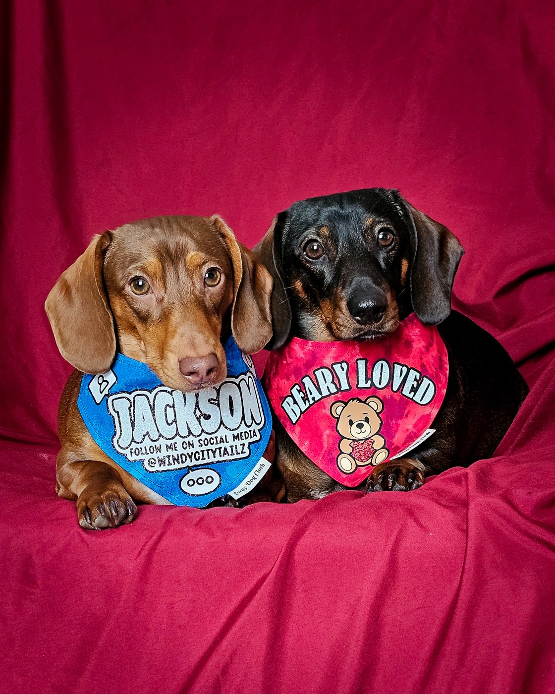 Two dachshunds wearing social media and teddy bear themed bandanas while resting on a red fabric backdrop, Windy City Tailz duo photo.