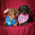 Two dachshunds lying on a red backdrop wearing Valentine bandanas, Windy City Tailz Valentine photo.