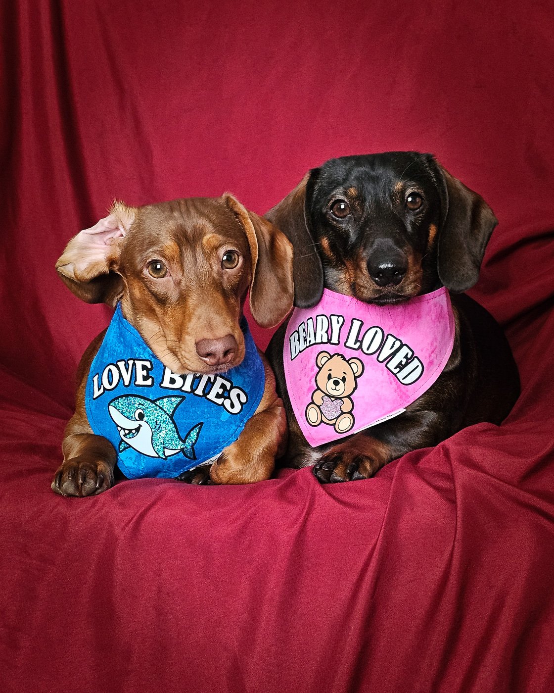 Two dachshunds lying on a red backdrop wearing Valentine bandanas, Windy City Tailz Valentine photo.