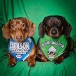 Two dachshunds lie side by side on a green backdrop wearing graphic bandanas, Windy City Tailz duo photo.