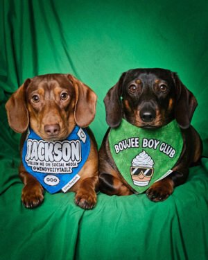 Two dachshunds lie side by side on a green backdrop wearing graphic bandanas, Windy City Tailz duo photo.