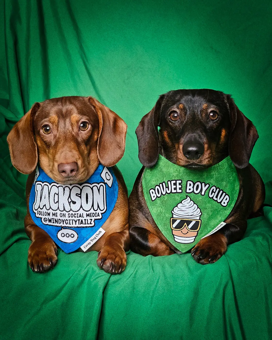 Two dachshunds lie side by side on a green backdrop wearing graphic bandanas, Windy City Tailz duo photo.