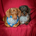 Two dachshunds wearing personalized social media themed bandanas while lounging on a red fabric backdrop, Windy City Tailz styled photo.