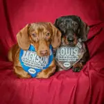 Two dachshunds wearing personalized social media themed bandanas while lounging on a red fabric backdrop, Windy City Tailz styled photo.