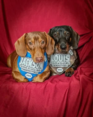 Two dachshunds wearing personalized social media themed bandanas while lounging on a red fabric backdrop, Windy City Tailz styled photo.