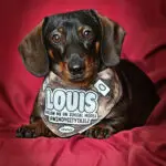 A dachshund wearing a personalized social media themed bandana while resting on a red fabric backdrop, Windy City Tailz styled photo.