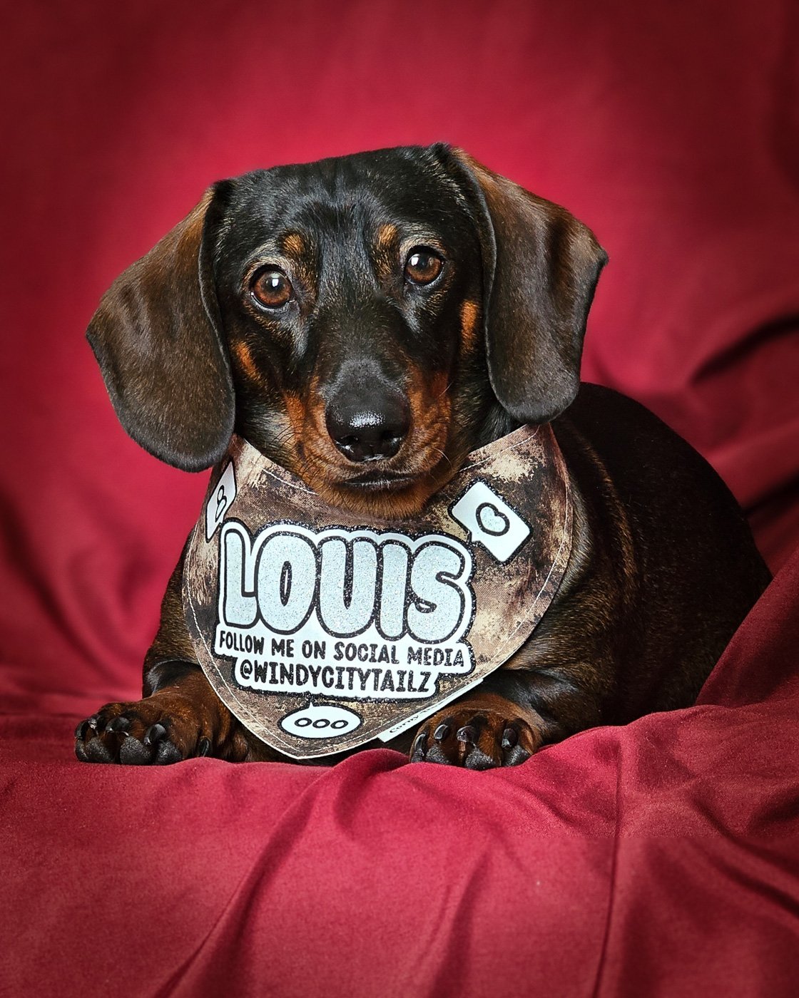 A dachshund wearing a personalized social media themed bandana while resting on a red fabric backdrop, Windy City Tailz styled photo.