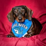 A dachshund rests on a deep red backdrop wearing a blue Valentine bandana, Windy City Tailz styled photo.