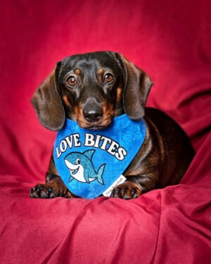 A dachshund rests on a deep red backdrop wearing a blue Valentine bandana, Windy City Tailz styled photo.