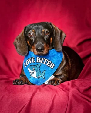 A dachshund rests on a deep red backdrop wearing a blue Valentine bandana, Windy City Tailz styled photo.