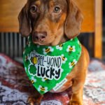 A dachshund sitting on a patterned blanket wearing a green St. Patrick’s Day bandana, Windy City Tailz seasonal photo.