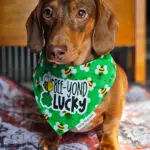 A dachshund sitting on a patterned blanket wearing a green St. Patrick’s Day bandana, Windy City Tailz seasonal photo.
