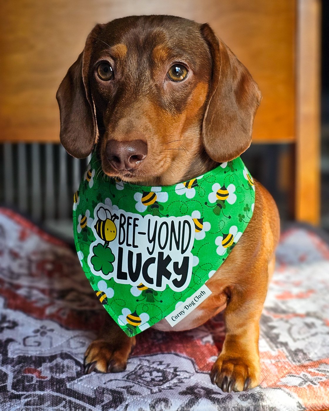 A dachshund sitting on a patterned blanket wearing a green St. Patrick’s Day bandana, Windy City Tailz seasonal photo.