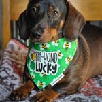 A dachshund lying on a patterned blanket wearing a green St. Patrick’s Day bandana, Windy City Tailz seasonal photo.