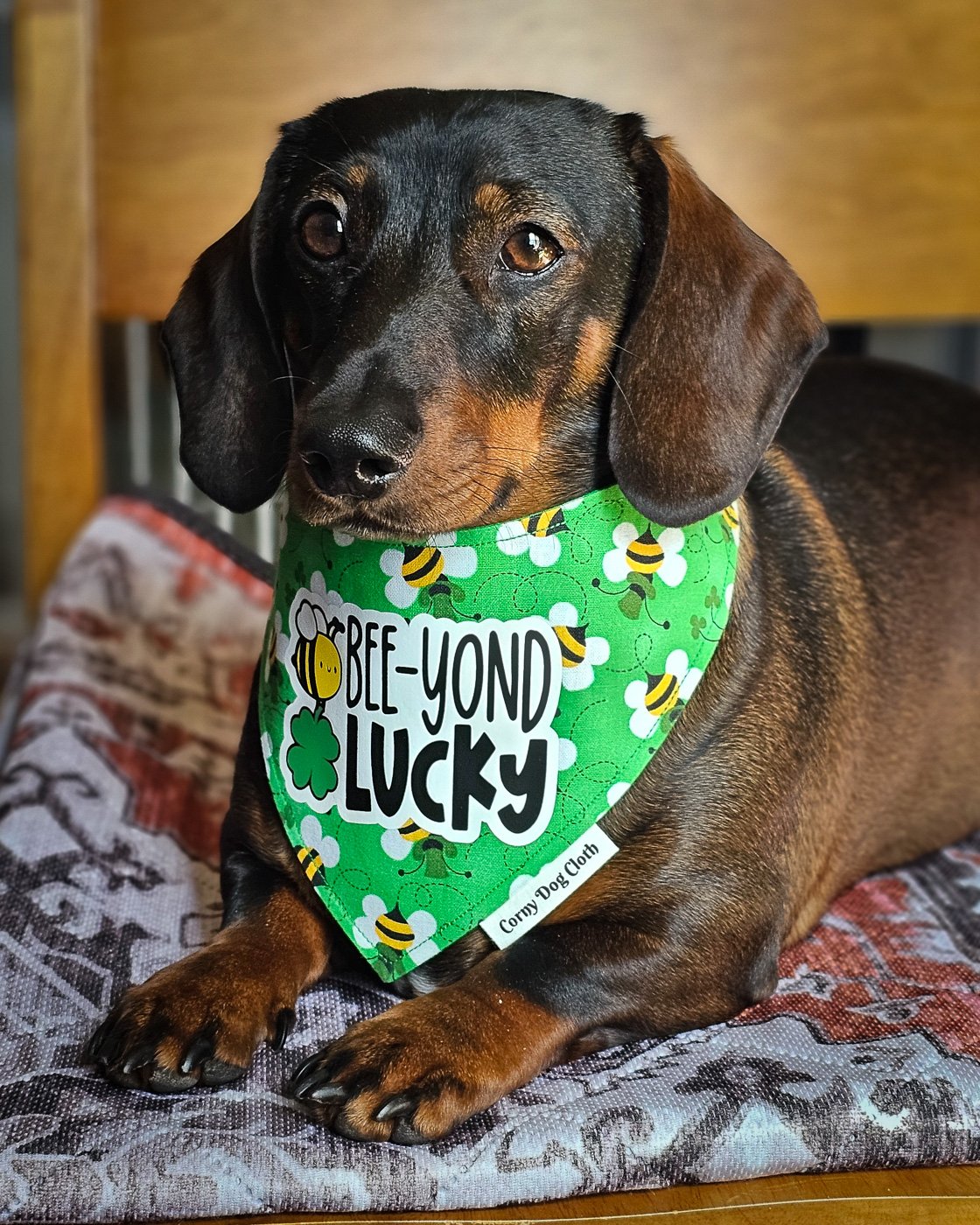 A dachshund lying on a patterned blanket wearing a green St. Patrick’s Day bandana, Windy City Tailz seasonal photo.