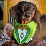 A dachshund lying on a patterned blanket wearing a green St. Patrick’s Day bandana, Windy City Tailz seasonal photo.