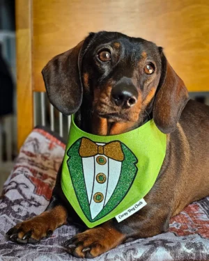 A dachshund lying on a patterned blanket wearing a green St. Patrick’s Day bandana, Windy City Tailz seasonal photo.