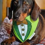 A dachshund lying on a patterned blanket wearing a green St. Patrick’s Day bandana, Windy City Tailz seasonal photo.