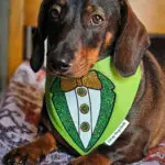 A dachshund lying on a patterned blanket wearing a green St. Patrick’s Day bandana, Windy City Tailz seasonal photo.
