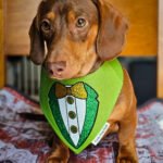 A dachshund sitting on a patterned blanket wearing a green St. Patrick’s Day bandana, Windy City Tailz seasonal photo.
