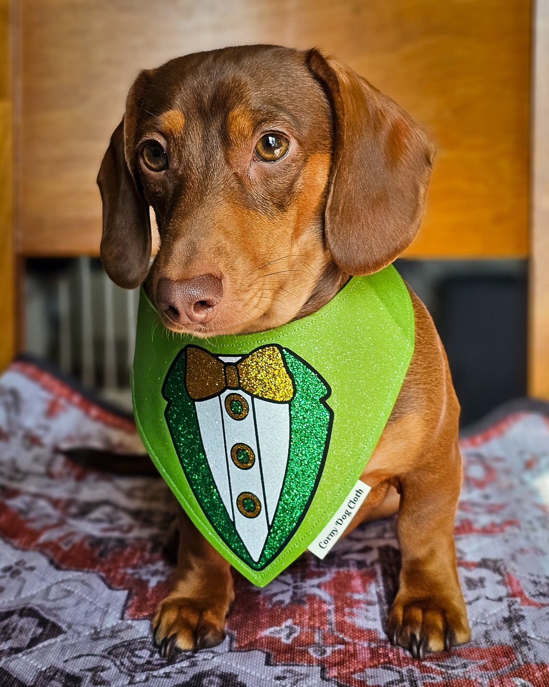A dachshund sitting on a patterned blanket wearing a green St. Patrick’s Day bandana, Windy City Tailz seasonal photo.