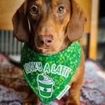 A dachshund sitting on a patterned blanket wearing a green St. Patrick’s Day bandana, Windy City Tailz seasonal photo.